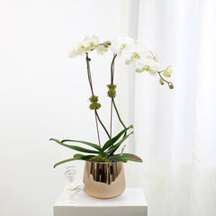 Large Double Orchids