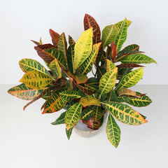 Colorful foliage in a luxurious planter.