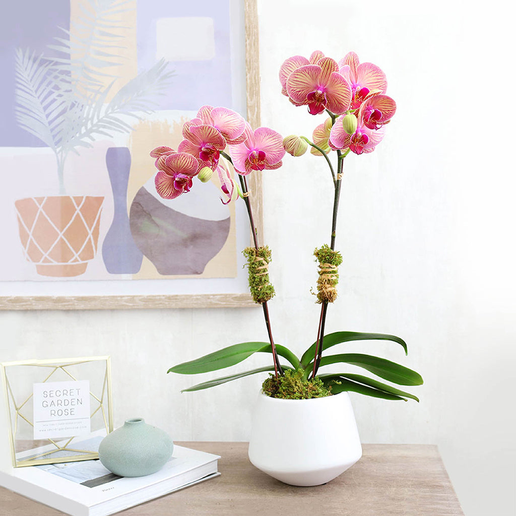 Small orchid plant with moss in a ceramic planter.