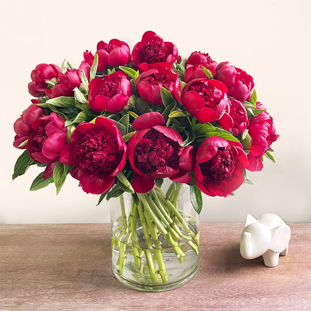 Bouquet of burgundy peonies.