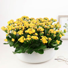 Yellow foliage plant in a ceramic planter.