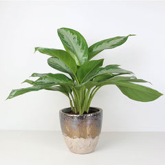 Green foliage planted in a luxury planter.