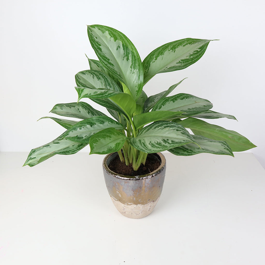 Green foliage planted in a luxury planter.