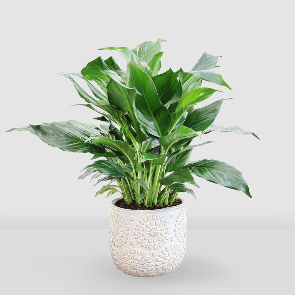 Peace Lily