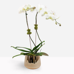 Large Double Orchids