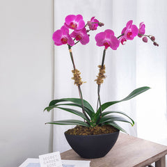 Double orchid plant potted with moss in a ceramic black planter.