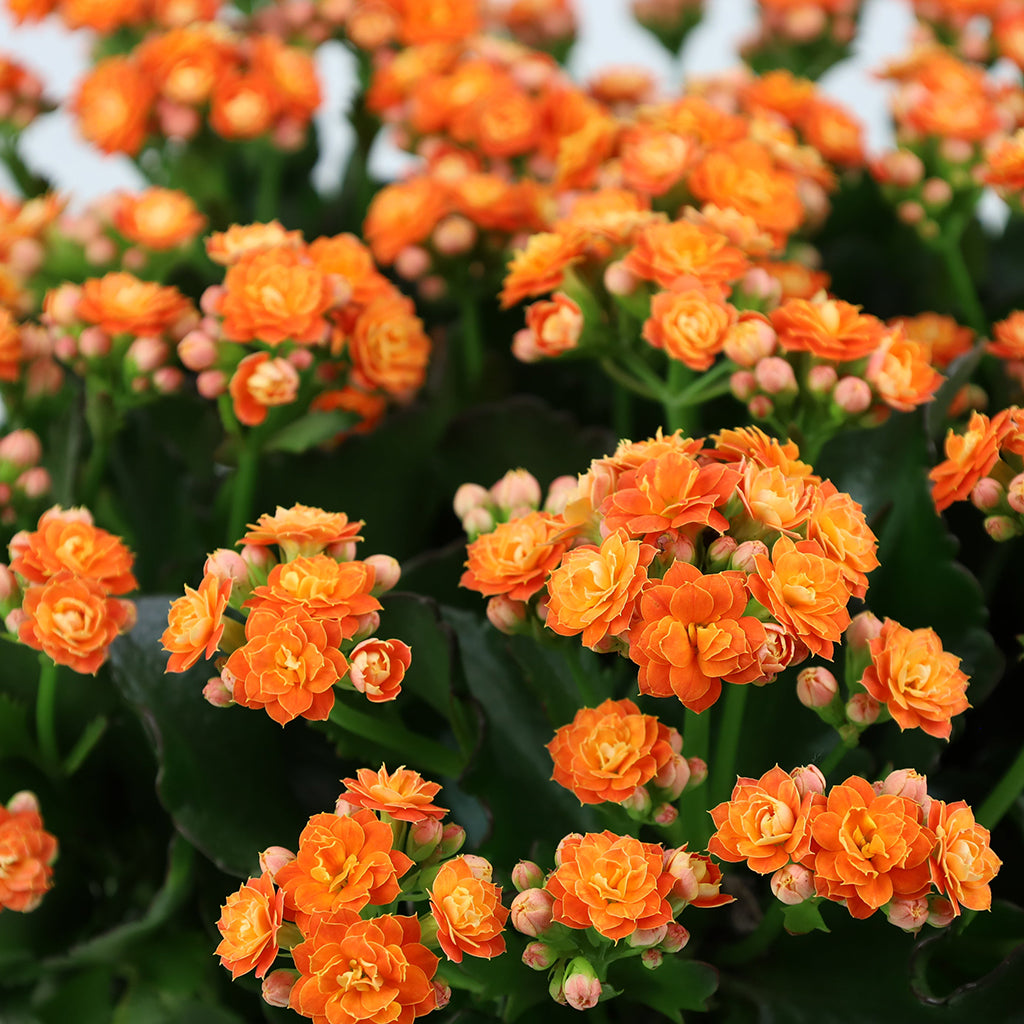 Orange foliage plant in a ceramic planter.