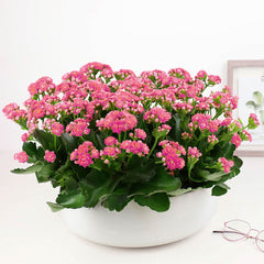 Pink foliage plant in a ceramic planter.