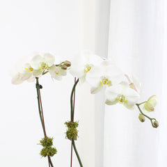 Large double orchid plant in a glass vase.