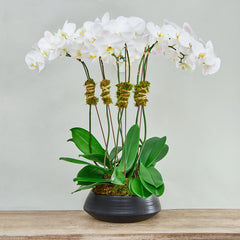 Small collection of orchids.