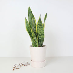 Simple foliage plant potted in a luxury planter.