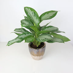 Green foliage planted in a luxury planter.